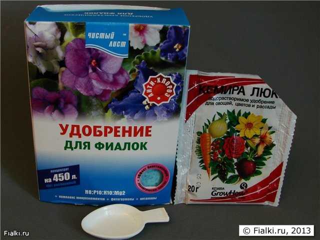 Подробно про значение цветов фиалки