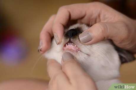 Как отучить кота кусаться: эффективные методы воздействия