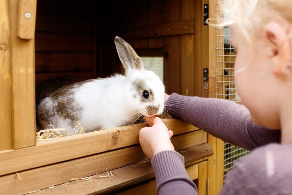 Продолжительность жизни декоративных кроликов в домашних условиях