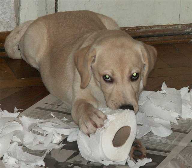 Как отучить собаку грызть мебель?
