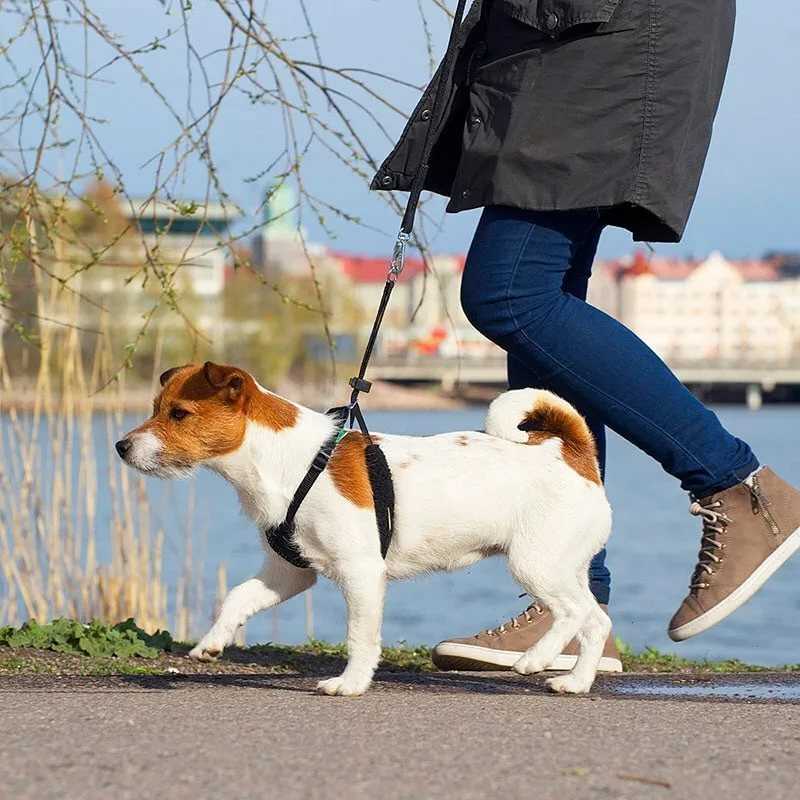 Приучение щенка к прогулкам на улице: как выгуливать собаку зимой