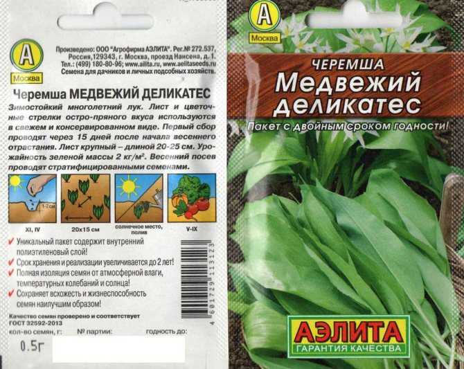 Черемша - полезные свойства и рецепты применения ароматной зелени
