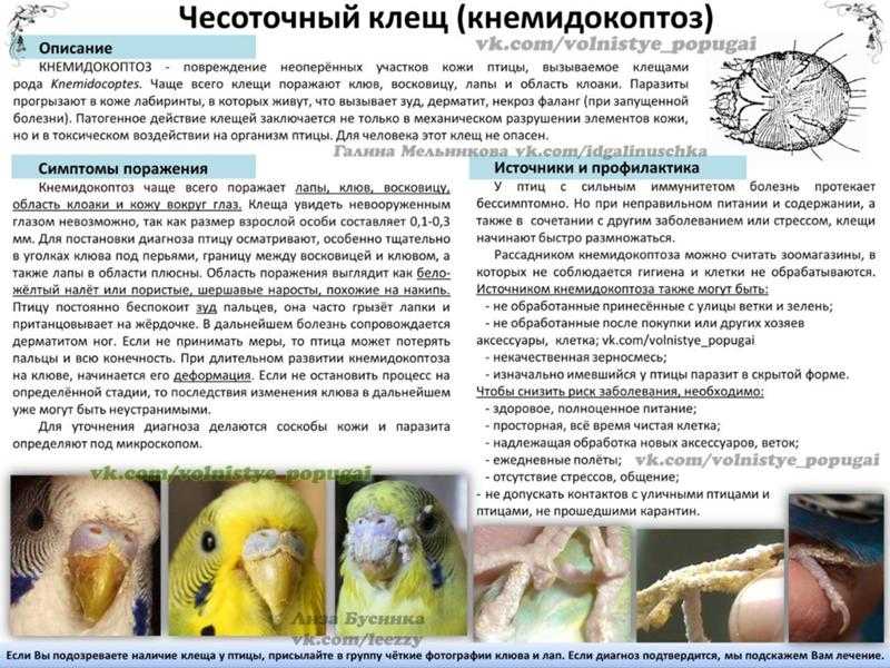 Правильное питание волнистого попугая в домашних условиях