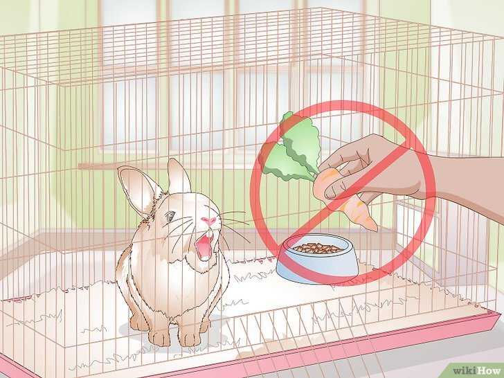 Почему кролики грызут деревянные клетки: причины, и что делать