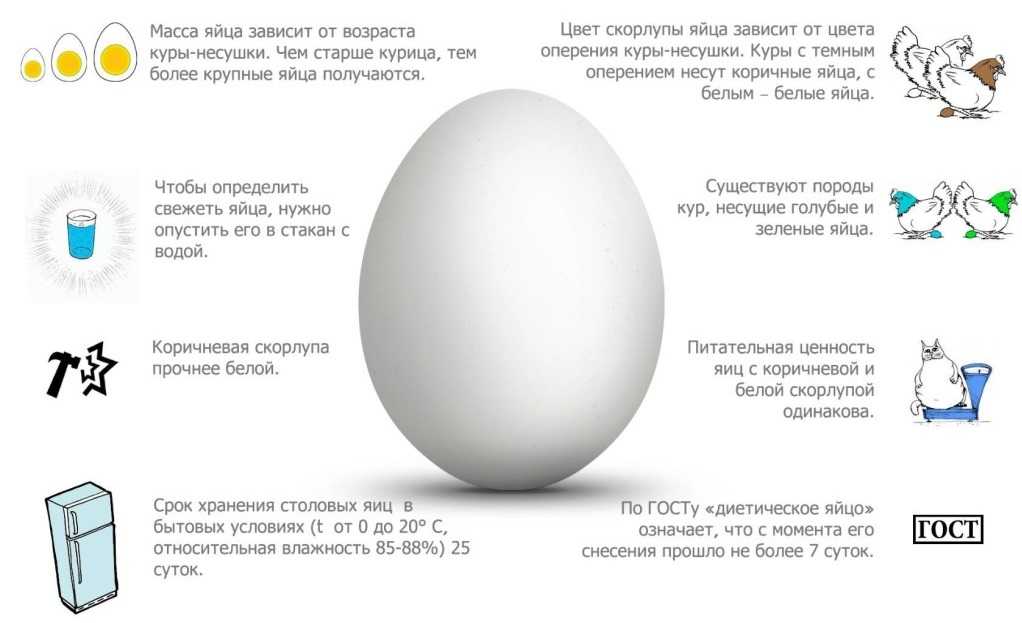 Надо ли мыть куриные яйца – советы для птицеводов — agroxxi