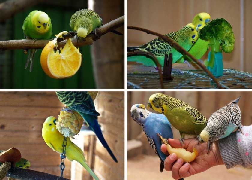 Можно давать попугаям банан. Волнистый попугай. Рацион попугая. Фрукты попугаю. Фрукты для попугаев.