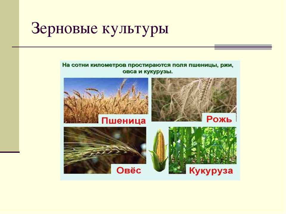 На выращивании каких культур специализируется северный кавказ. Технические культуры злаки. Зерновые и технические культуры. Растениеводство зерновые технические. Зерновые сельскохозяйственные культуры.