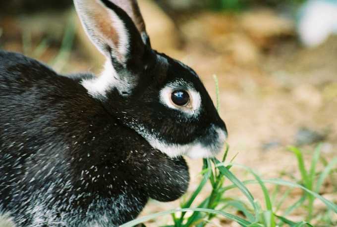 Сколько живут декоративные кролики в домашних условиях и как продлить срок жизни питомцу