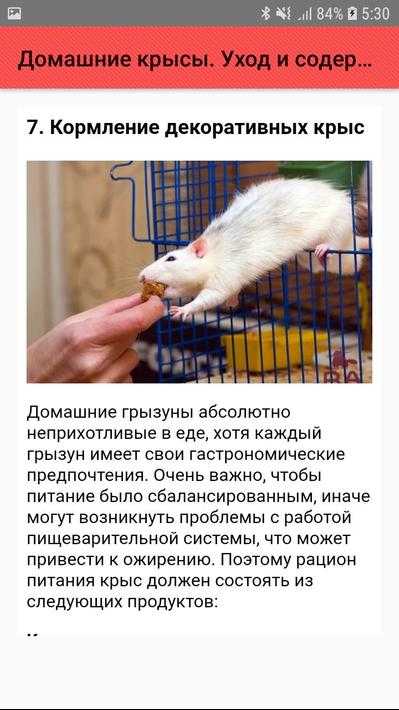 Содержание декоративной домашней крысы: уход, купание, кормление, рекомендации, список лучших шампуней и кормов для крыс