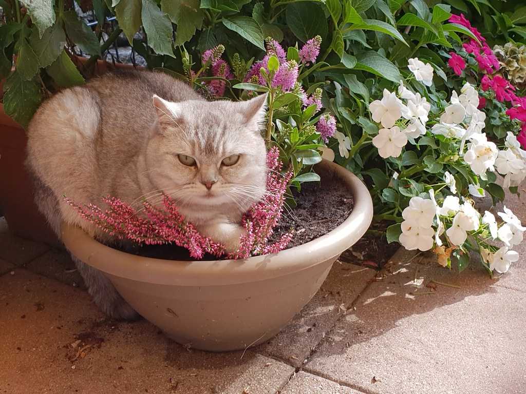 Как отучить кота гадить в цветочные горшки: причины и способы решения проблемы