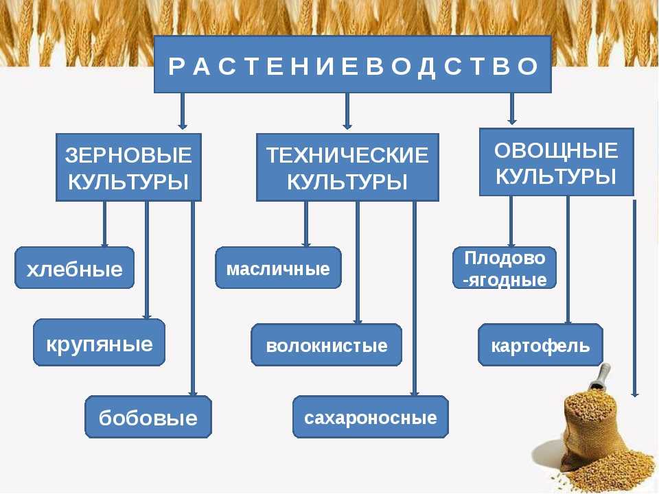 Технические культуры это. Зерновые и технические культуры. Зерновые овощные технические культуры. Основные технические культуры. Зерновые и технические культуры России.