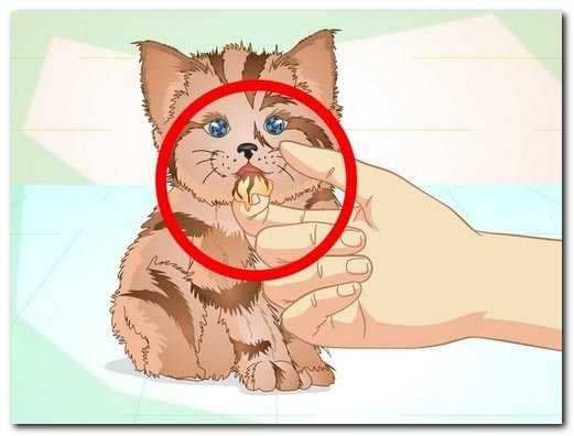 Как отучить котенка сосать волосы