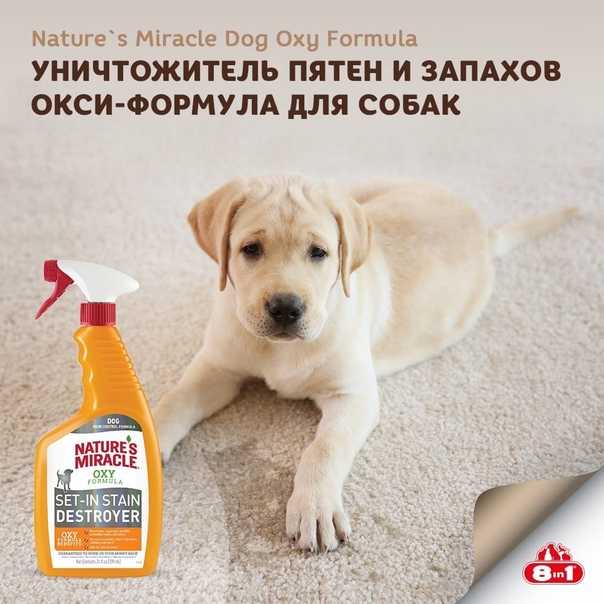 Как избавиться от кошачьего запаха в квартире – 15 лучших рецептов от запаха кошачьей мочи