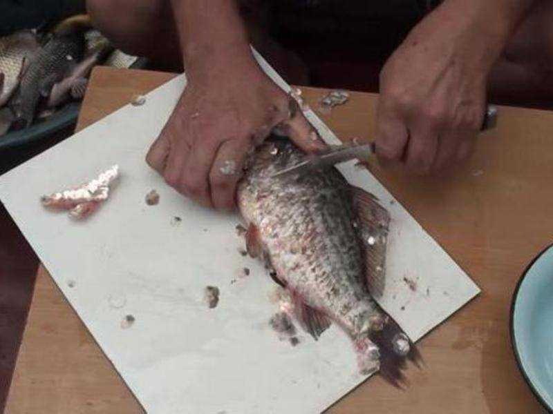 Как отмыть рыбу. Чистка рыбы. Очистка рыбы от чешуи. Как правильно почистить рыбу. Чистка мелкой рыбы от чешуи.