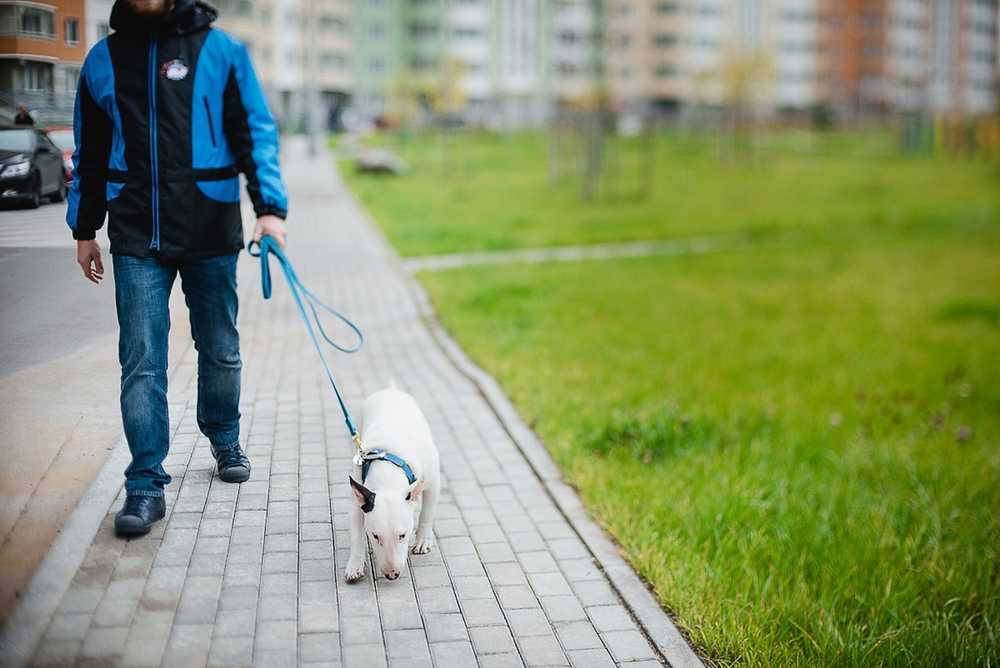 ᐉ как приучить собаку ходить на наполнитель - ➡ motildazoo.ru