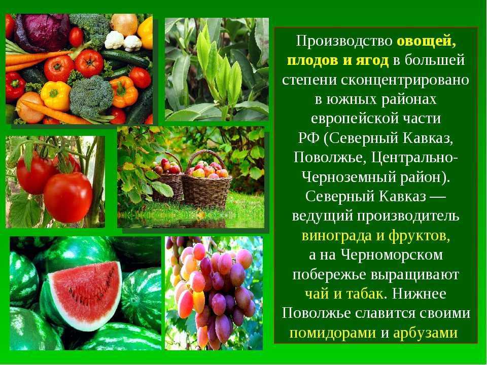 Каждая работа была отнесена к одному из трех видов изображений фрукты овощи цветы при подготовке