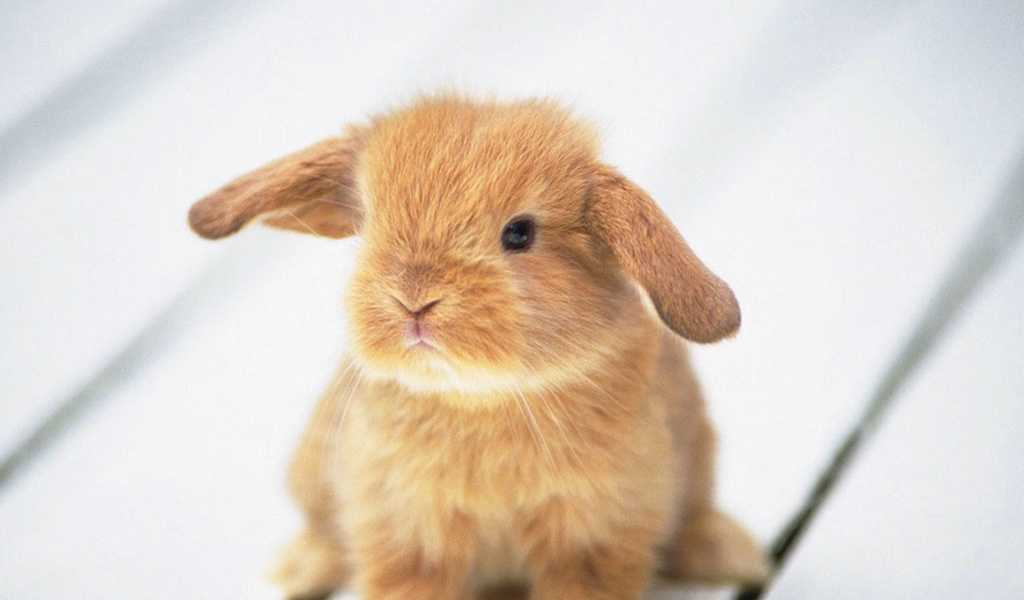 Почему кролики грызут обои. как отучить карликового кролика грызть обои