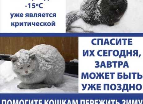 Кошки в подвалах: как можно спасти бездомных животных?