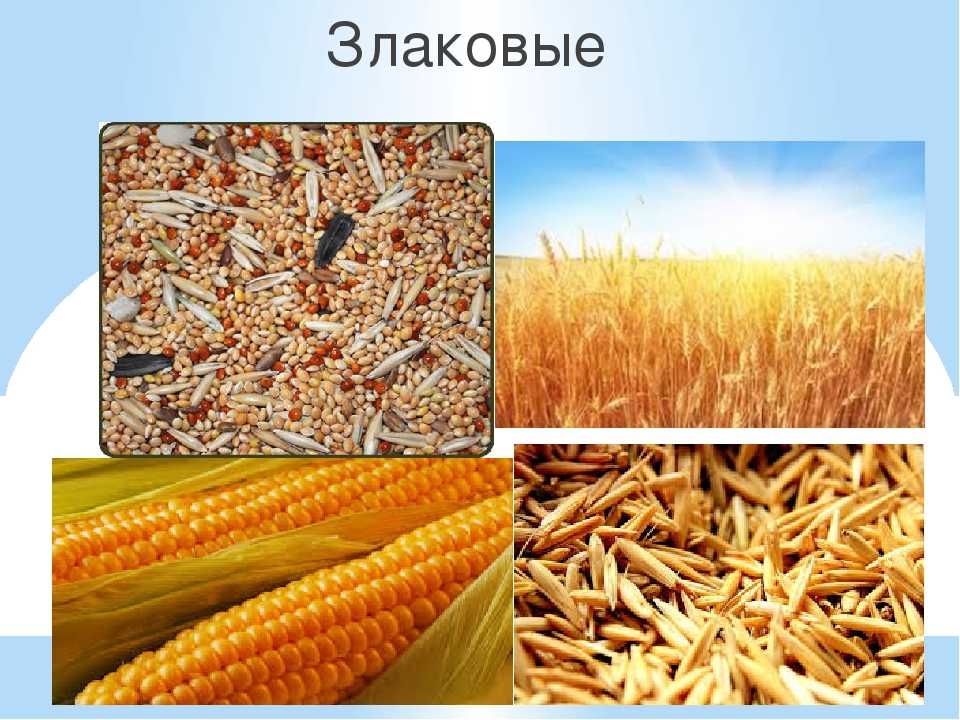 6 блюд из маша для любого времени суток рецепты, советы и немного размышлений