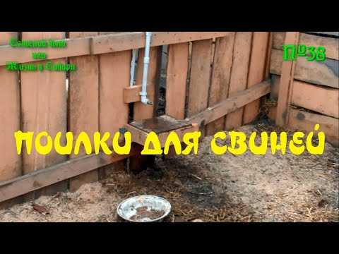 Как приучить кроликов к ниппельной поилке