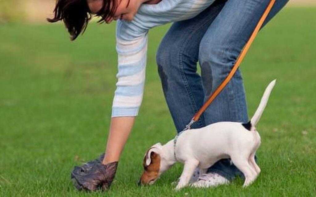 Как приучить взрослую собаку гулять спокойно на поводке
