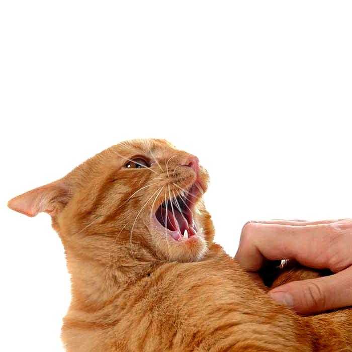 Как отучить котенка кусаться за ноги. Кусачий кот. Кот кусается. Котик кусает руку. Отучить котенка царапаться.