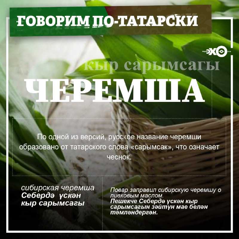 Черемша: фото, видео, размножение, посадка и уход, полезные свойства