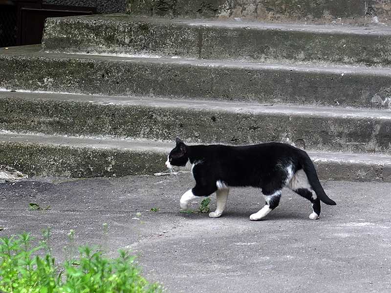 Звуки гуляющих котов. Кошка во дворе. Кот гуляет. Дворовая кошка. Кошачий двор.