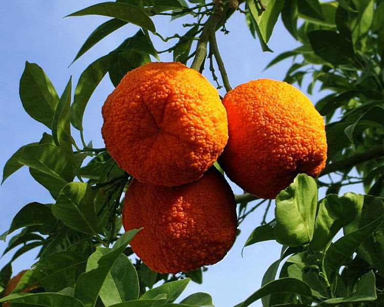 Урожайность апельсинов. Яффский апельсин. Апельсины сорт Яффа. Дикий апельсин. Мексиканский апельсин.