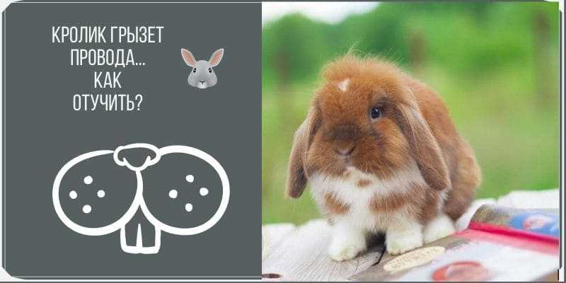 Декоративные кролики в доме: плюсы и минусы домашних пород и сколько они живут