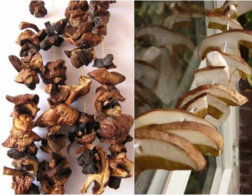Можно ли переварить грибы. сушеные грибы: способы заготовки, причины отравления