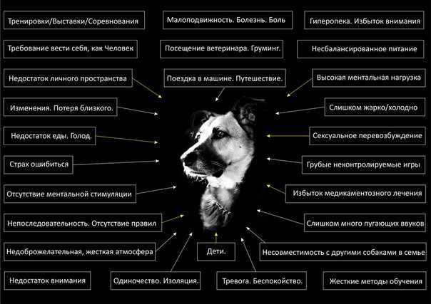 Разновидности заболеваний нервной системы у собак