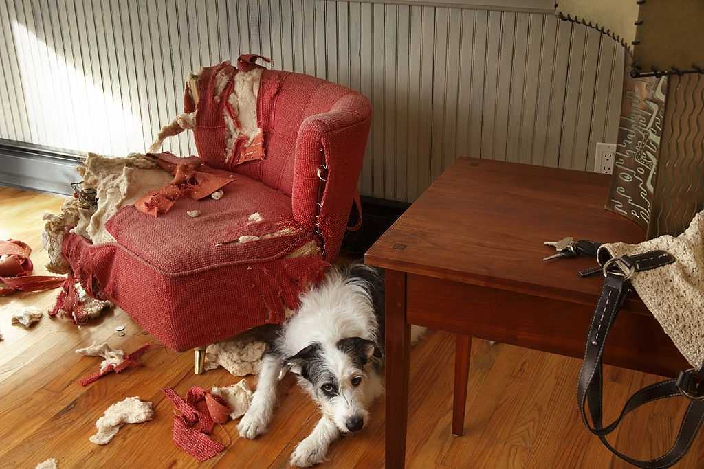 6 простых способов отучить собаку портить мебель