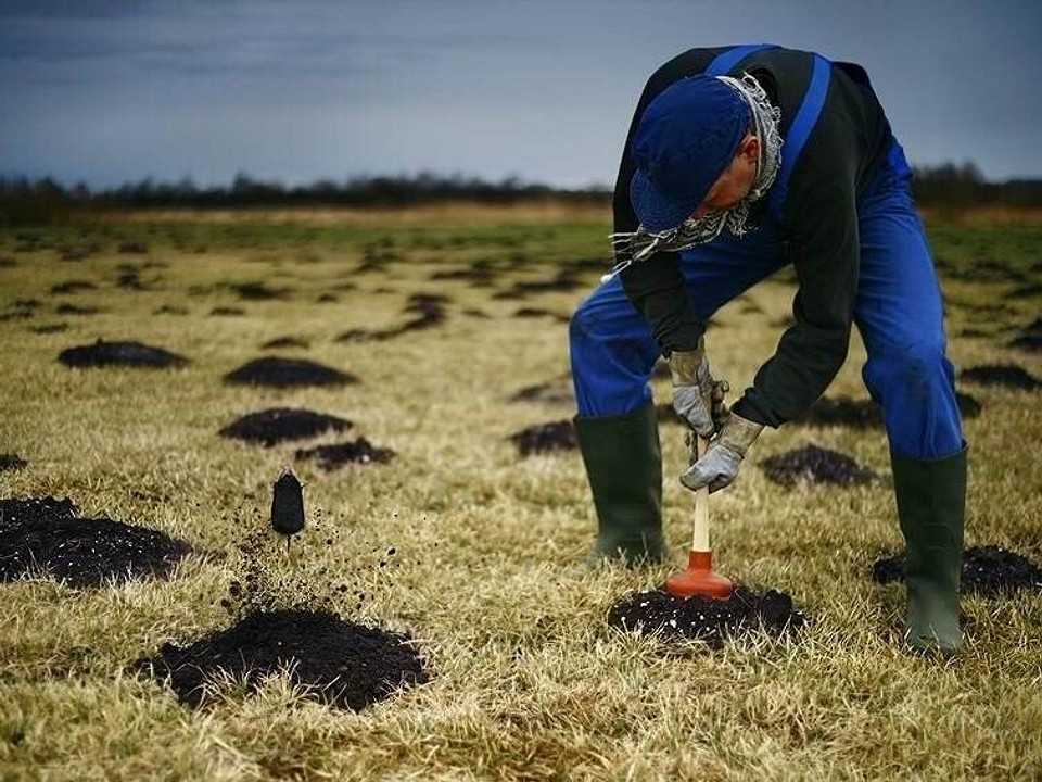 Как избавиться от крыс на участке: 3 проверенных способа