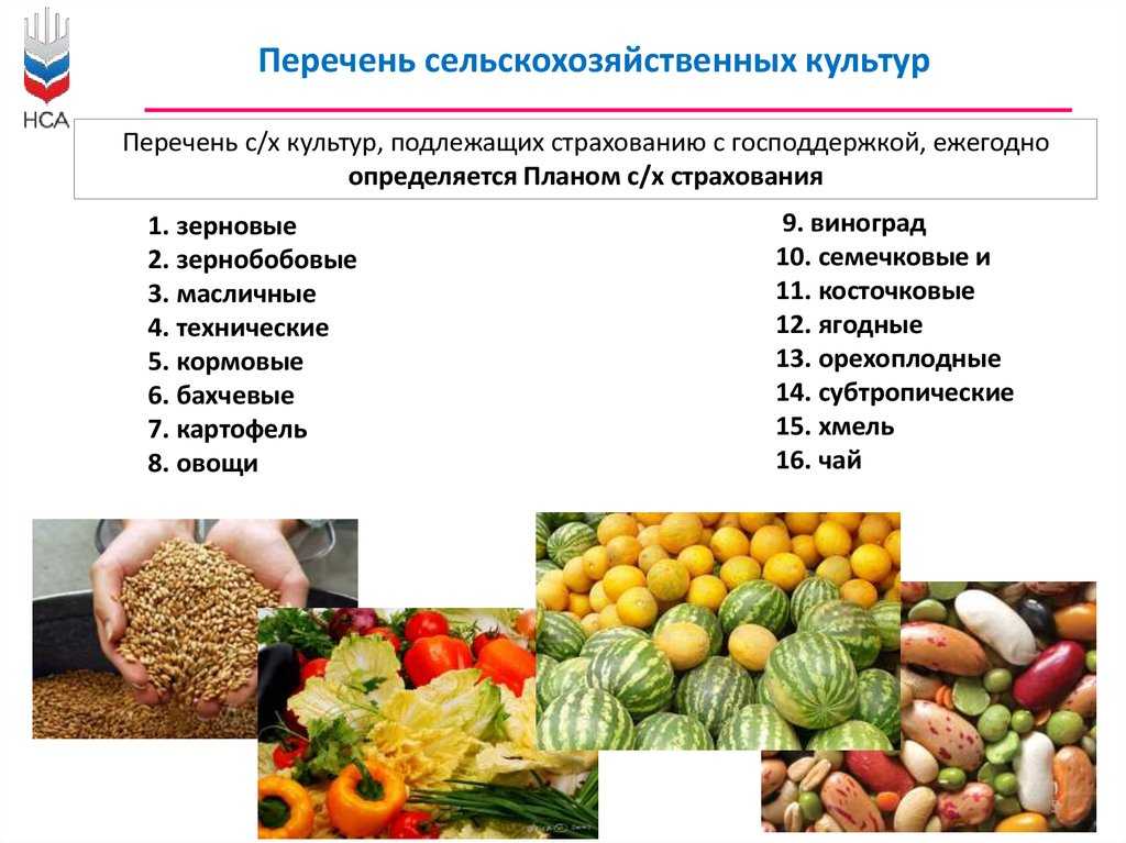 Технические культуры овощные культура