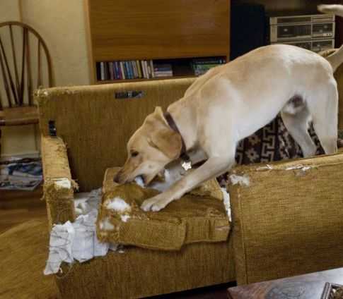 Что делать, если в доме собака, а вы хотите завести ещё одну? | блог ветклиники "беланта"
