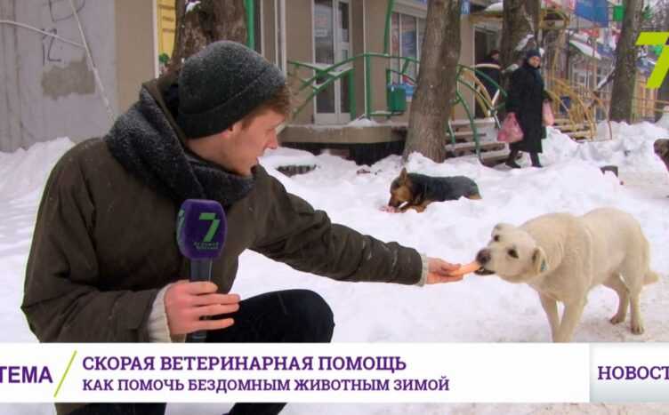 ✅ выживут ли котята зимой на даче - питомник46.рф