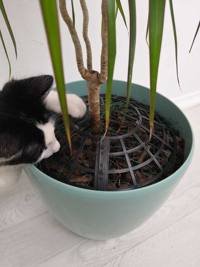 Как отучить кошку грызть цветы — все способы от а до я