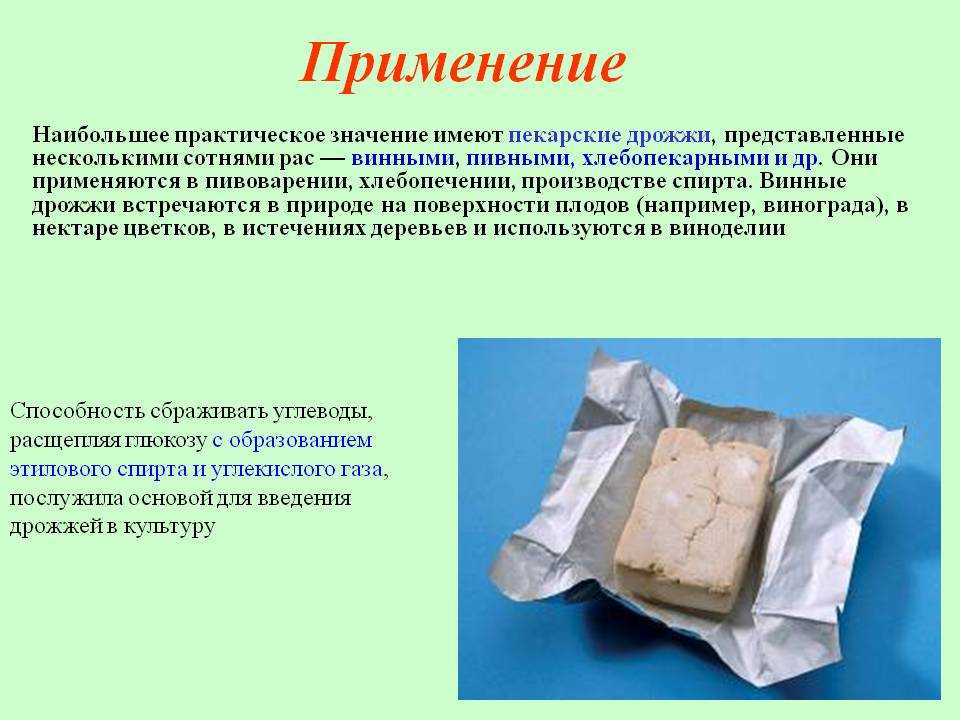 Что такое дрожжи. Дрожжи в пищевой промышленности. Где применяют дрожжи. Дрожжи используют в производстве. Практическое значение дрожжей.