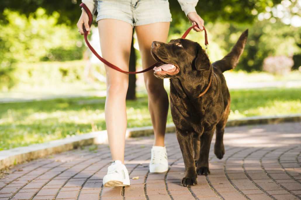 Как приучить взрослую собаку к поводку и ошейнику | dogkind.ru
