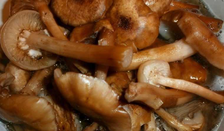 Квашеные грибы. польза квашения. рецепт с фото