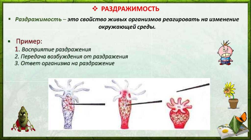 Раздражимость свойство живых организмов 6 класс презентация пасечник линия жизни